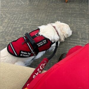 Gracie at work today. 
DO NOT HIT BUY. NOT FOR SALE
